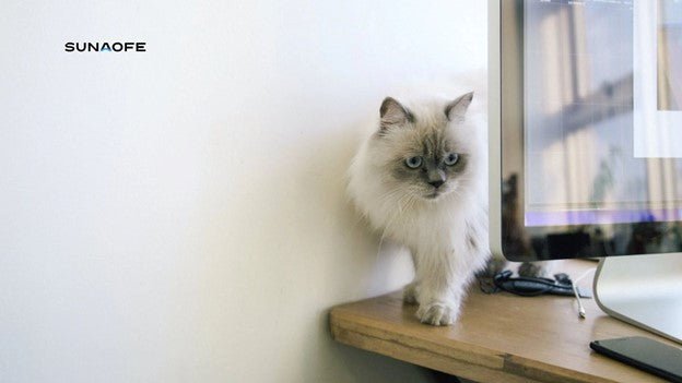 Cat Scratch Fever: How to Protect Your Furniture from Feline Claw Marks - Sunaofe